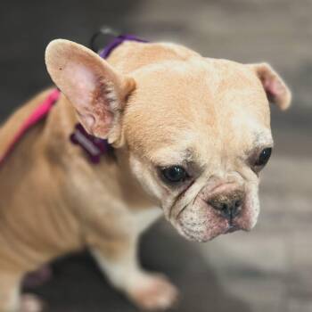 Rescue French Bulldog Dogs for Adoption in West Falls, New York - Ana | PetCurious