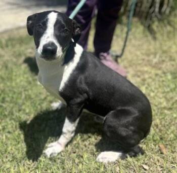 Theo -  Terrier Dog for Adoption in Gulfport, Mississippi - Theo | PetCurious