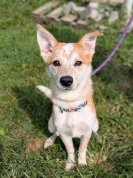 BEANS -  Australian Cattle Dog Blue Heeler and Mixed Breed Dog for Adoption in St. Peters, Missouri - BEANS | PetCurious