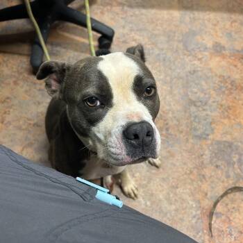 Pit Bull Terrier Dogs Available for Adoption in Morganton, North Carolina - Beauty | PetCurious
