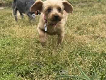 Yorkshire Terrier and Mixed Breed Dogs Available for Adoption in Conway, South Carolina - Phoebi | PetCurious