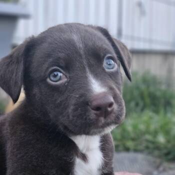 Charlie -  Boxer Dog for Adoption in Ramsey, Indiana - Charlie | PetCurious