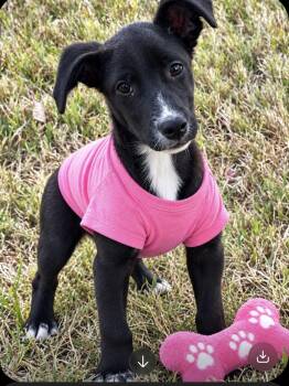 Bonnie aka BonBon -  Whippet Dog for Adoption in Okolona, Mississippi - Bonnie Aka BonBon | PetCurious