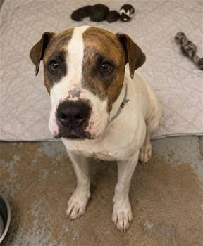 AVE MARIA -  Staffordshire Bull Terrier and Shar Pei Dog for Adoption in Houston, Texas - AVE MARIA | PetCurious