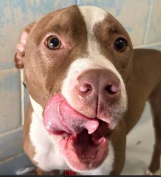 Pit Bull Terrier Dogs Available for Adoption in Little Falls, Minnesota - Kummi | PetCurious