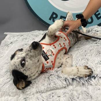 Minneapolis D11960 -  Cattle Dog and Beagle Dog for Adoption - Minneapolis D11960 | PetCurious