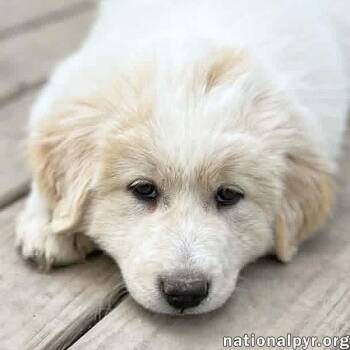 Great Pyrenees and Border Collie Dogs Available for Adoption in Beacon, New York - Macaroni In OH - Thoughtful & Independent! | PetCurious