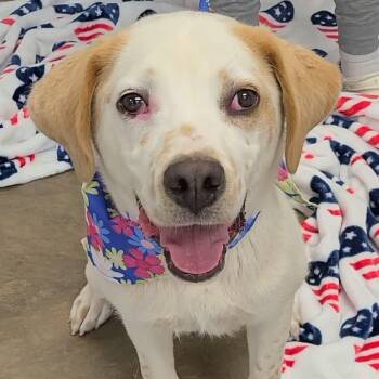 Mixed Breed Dogs Available for Adoption in Woolwich, Maine - Aurelio | PetCurious