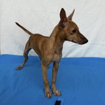 Heffa -  Chihuahua and Miniature Pinscher Dog for Adoption in Carencro, Louisiana - Heffa | PetCurious