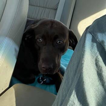 Willie -  Chocolate Labrador Retriever Dog for Adoption in Overland Park, Kansas - Willie | PetCurious