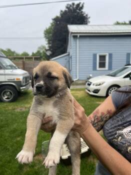 Kenobi -  Shepherd and Husky Dog for Adoption in Woodstock, Ontario - Kenobi | PetCurious