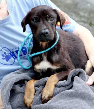 Tiramisu (AO37320) -  Terrier Dog for Adoption in Kansas City, Kansas - Tiramisu (AO37320) | PetCurious