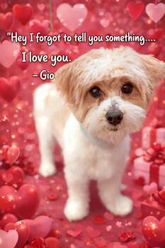Maltipoo and Poodle Dogs Available for Adoption - GIOVANNI OR GIO | PetCurious
