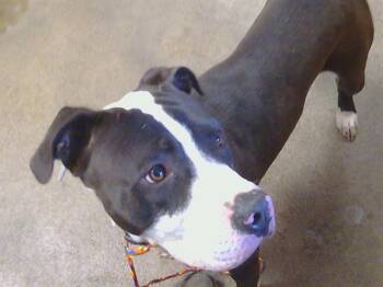 Pit Bull Terrier and Mixed Breed Dogs Available for Adoption - FELIX | PetCurious