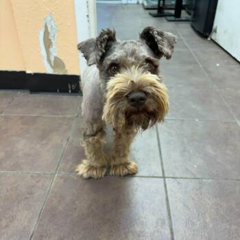 Choco -  Schnauzer Dog for Adoption in Austin, Texas - Choco | PetCurious