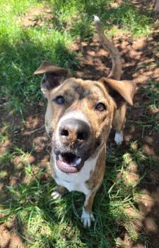 Kanho -  Black Mouth Cur Dog for Adoption in St. George, Utah - Kanho | PetCurious