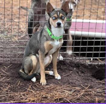 Zara -  Beagle and Husky Dog for Adoption in Pawleys Island, South Carolina - Zara | PetCurious