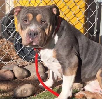 American Staffordshire Terrier Dogs Available for Adoption - Hemi | PetCurious