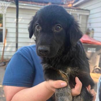 Jenu -  Australian Shepherd and Cardigan Welsh Corgi Dog for Adoption in Hackett, Arkansas - Jenu | PetCurious