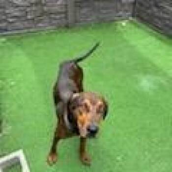 Lemon Pepper -  Hound and Mixed Breed Dog for Adoption in Loxahatchee Groves, Florida - Lemon Pepper | PetCurious