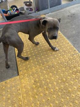 Norman - URGENT -  Pit Bull Terrier Dog for Adoption in Thousand Oaks, California - Norman - URGENT | PetCurious
