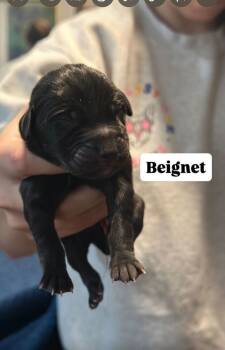 Rescue Mixed Breed Dogs for Adoption in New York, New York - Beignet | PetCurious