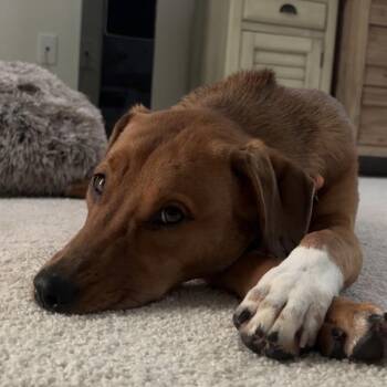Dandelion -  Mixed Breed Dog for Adoption - Dandelion | PetCurious