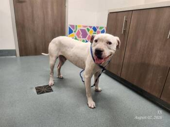RUFUS -  Pit Bull Terrier and Mixed Breed Dog for Adoption in Baytown, Texas - RUFUS | PetCurious