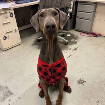 Doberman Pinscher Dogs Available for Adoption in Bellingham, Washington - Arthur | PetCurious