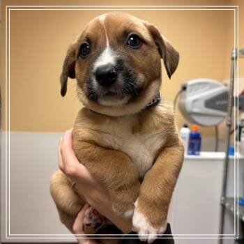 FWT Donnie -  Shepherd and Mixed Breed Dog for Adoption in Midland, Texas - FWT Donnie | PetCurious