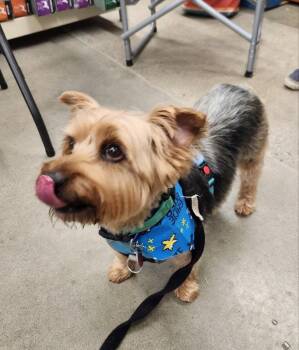 Yorkshire Terrier Dogs Available for Adoption in Fairfax, Virginia - Sam * Adopt Or Foster* | PetCurious