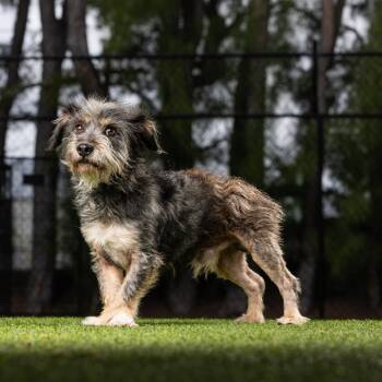 Mixed Breed Dogs Available for Adoption in Jupiter, Florida - Hawk | PetCurious