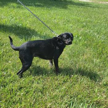 Neigh -  Chihuahua Dog for Adoption in Jackson, Missouri - Neigh | PetCurious