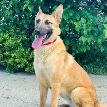 Daisy -  Belgian Shepherd Malinois Dog for Adoption in Syosset, New York - Daisy | PetCurious