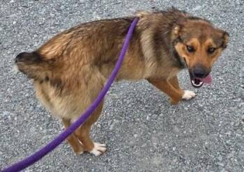 Sandy -  Cattle Dog and Mixed Breed Dog for Adoption in Morristown, New Jersey - Sandy | PetCurious