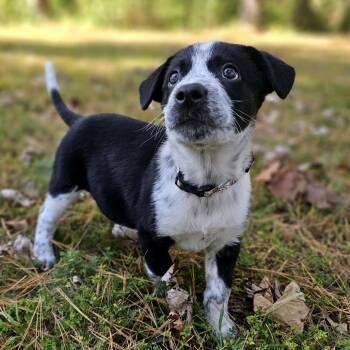 Piglet -  Mixed Breed and Australian Cattle Dog Blue Heeler Dog for Adoption in Festus, Missouri - Piglet | PetCurious