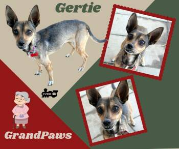 Rescue Chihuahua Dogs for Adoption in Lindsay, California - Gertie (GrandPaws) | PetCurious