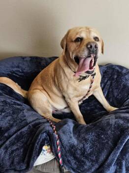 Rescue Mastiff and Yellow Labrador Retriever Dogs for Adoption in Rockwall, Texas - Dak | PetCurious