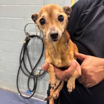 Duffy -  Chihuahua Dog for Adoption in Greensboro, North Carolina - Duffy | PetCurious