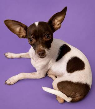 Sweet Pea Lonestar* -  Chihuahua Dog for Adoption in Rockaway, New Jersey - Sweet Pea Lonestar* | PetCurious