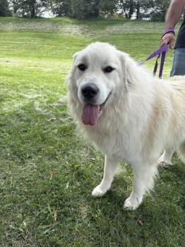Jones -  Great Pyrenees Dog for Adoption in Spring City, Pennsylvania - Jones | PetCurious