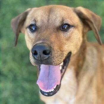Rescue Shepherd Dogs for Adoption in Denison, Texas - Courage | PetCurious