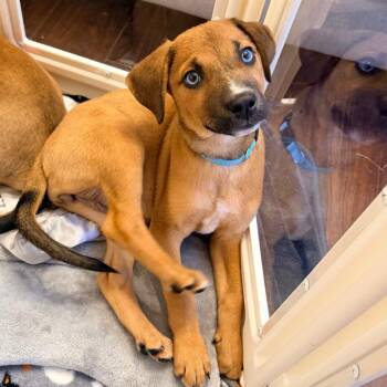 Pancake -  Beagle and Cattle Dog Dog for Adoption - Pancake | PetCurious