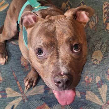 Rutabaga D12098 -  Pit Bull Terrier and Boxer Dog for Adoption - Rutabaga D12098 | PetCurious