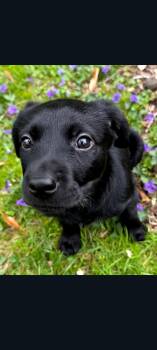 Hound and Shepherd Dogs Available for Adoption - Dexter (Cleo