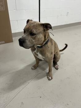American Bulldog Dogs Available for Adoption in Doral, Florida - CHAMP | PetCurious