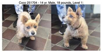 Cairn Terrier Dogs Available for Adoption in Creston, California - Coco | PetCurious