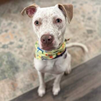 Pit Bull Terrier and American Staffordshire Terrier Dogs Available for Adoption in Friendswood, Texas - Flynn Family Fun Wanted | PetCurious