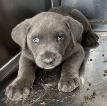 DEKODA -  Mixed Breed Dog for Adoption in Dallas, Texas - DEKODA | PetCurious