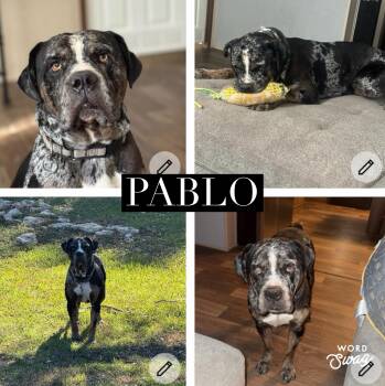 Pablo -  Bulldog and English Pointer Dog for Adoption in New Braunfels, Texas - Pablo | PetCurious
